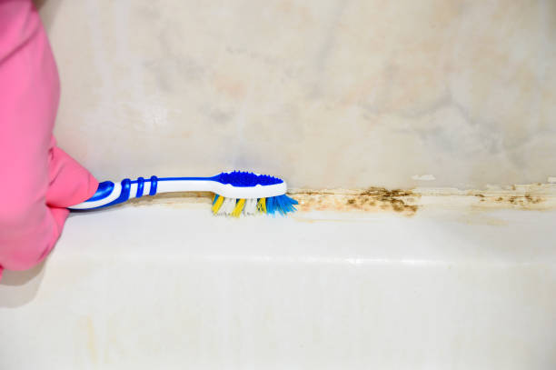 Mold in bathroom Cleaning moldy tile with a toothbrush at bathroom sealant photos stock pictures, royalty-free photos & images