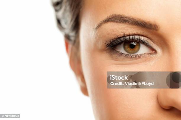 Beautiful Female Brown Eye Stock Photo - Download Image Now - Eye, Beautiful Woman, Beauty