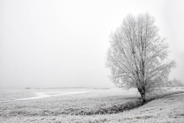 istock Solitary tree in a frozen winter landscape 878981328