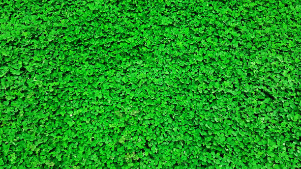 istock green grass nature background, desmodium triflorum 878981678