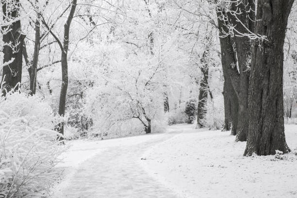 istock Path through a frozen winter landscape in a city park 878991396