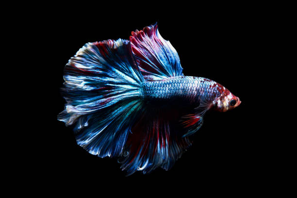 istock betta fish, siamese fighting fish in thailand isolated on black background 878993640