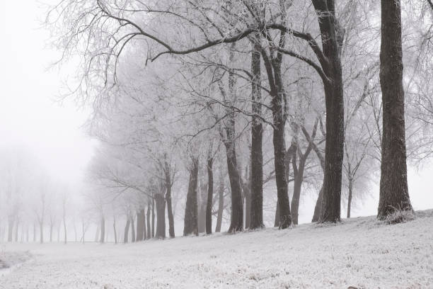 istock Frosty winter landscape during an early misty morning 878993738
