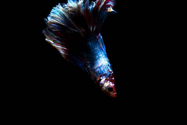 istock betta fish, siamese fighting fish in thailand isolated on black background 878993876
