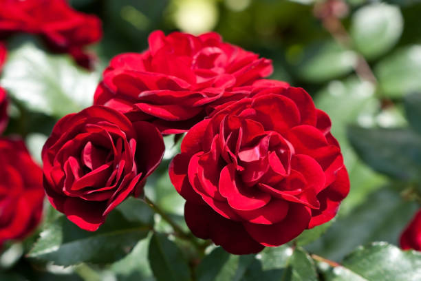 istock Rose flower blooming at summer 878994060