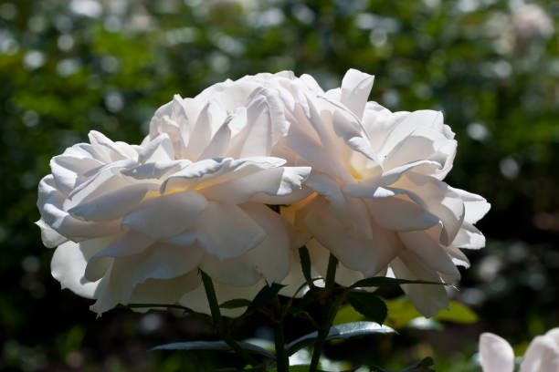 istock Rose flower blooming at summer 878994226