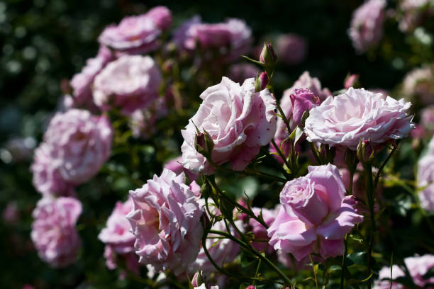 istock Fresh blooming roses in the summer garden 878994244