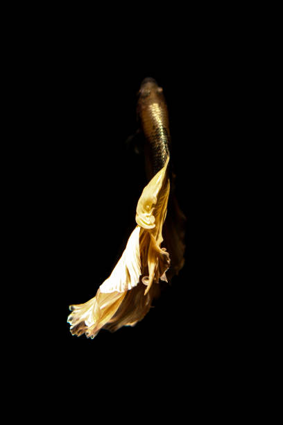 istock betta fish, siamese fighting fish in thailand isolated on black background 878994506