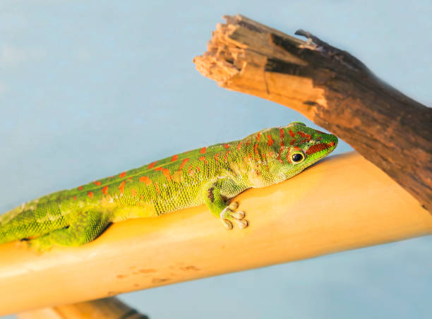 istock The Madagascar day Gecko. 879000272