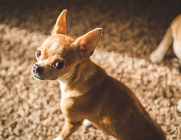 istock Chihuahua Puppy Looking Back 879002340