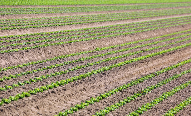 istock cultivation of green lettuce in sandy soil 879004408