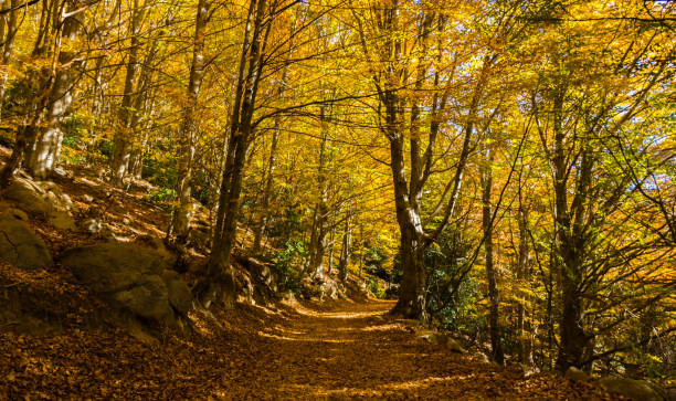 Natural park of Montseny, on a day of autumn, located in Catalonia, Spain stock photo