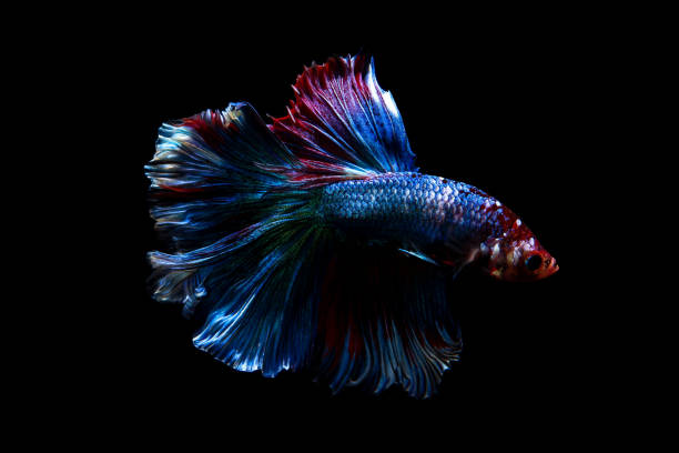 istock betta fish, siamese fighting fish in thailand isolated on black background 879011468