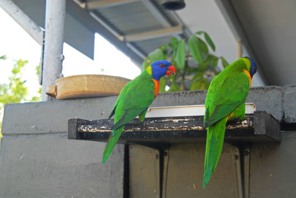 istock Colorful parrots are talking to each other 879011822