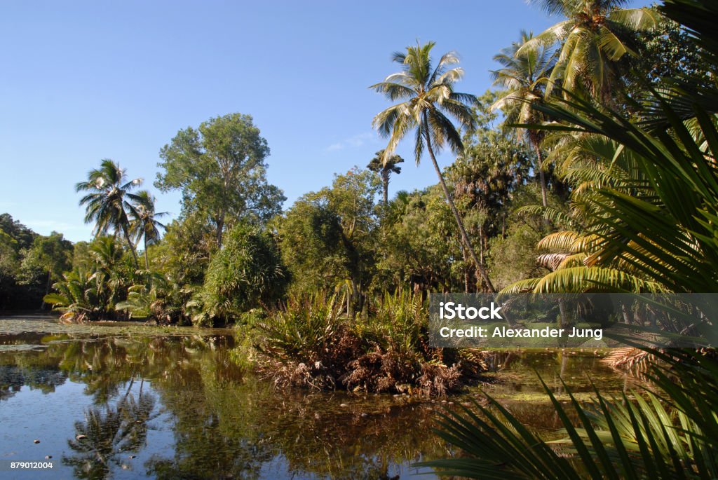 Palm trees around a lake Palm trees around a lake in Cairns Botanical Garden, Australia Australia Stock Photo