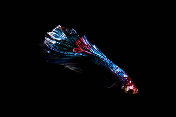 istock betta fish, siamese fighting fish in thailand isolated on black background 879012204