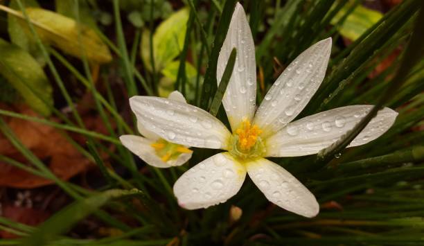 istock High angle view of white flower in foliage, after rain. 879012292