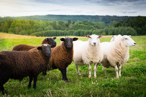 istock Black and white sheeps together in the meadow 879012464