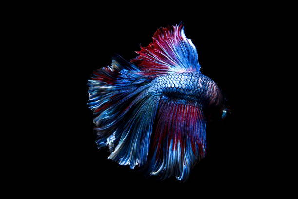 istock betta fish, siamese fighting fish in thailand isolated on black background 879012700