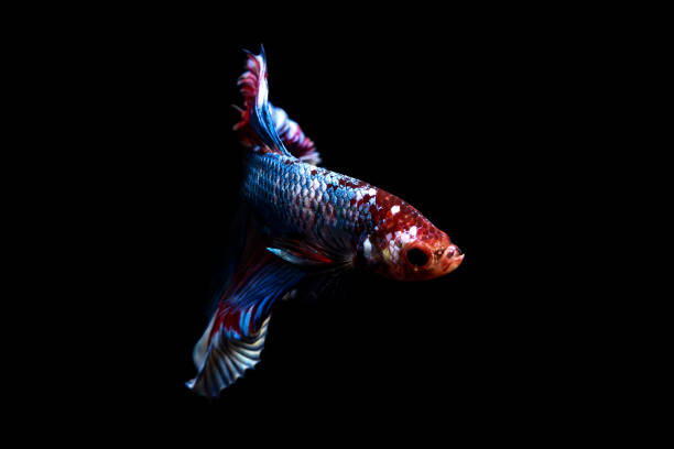 istock betta fish, siamese fighting fish in thailand isolated on black background 879012950