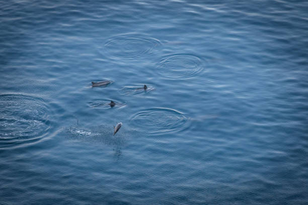 Dolphins jumping at Baia dos Golfinhos (Dolphins Bay) - Fernando de Noronha, Pernambuco, Brazil