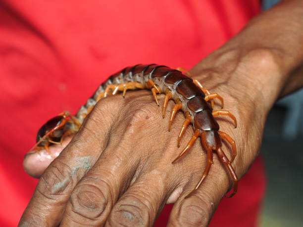 Centipede Crawling on Hand Man in a Red T-shirt The Centipede Crawling on Hand Man in a Red T-shirt myriapoda stock pictures, royalty-free photos & images
