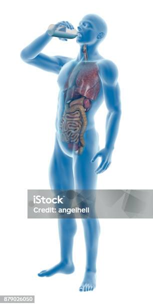 Cơ Thể Con Người Của Một Người Đàn Ông Uống Chai Nước Cho Thấy Các ... Image hình ảnh con người hình ảnh con người hình ảnh con người hình ảnh con người hình ảnh con người hình ảnh con người hình ảnh con người Dương Quang - Cơ Thể Con Người Của Một Người Đàn Ông Uống Chai Nước Cho Thấy Các ...