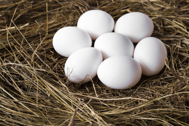 istock White eggs in the straw nest in a farm. 879028696