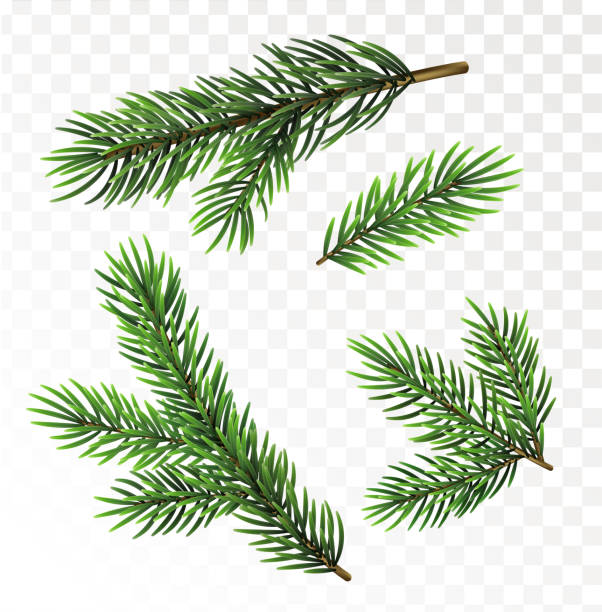 Fir tree branches isolated on white background Fir tree branches isolated on transparant background. Christmas vector illustration branch plant part stock illustrations