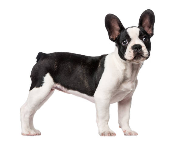 bulldog francés cachorro (3 meses de antigüedad) - french bulldog fotografías e imágenes de stock