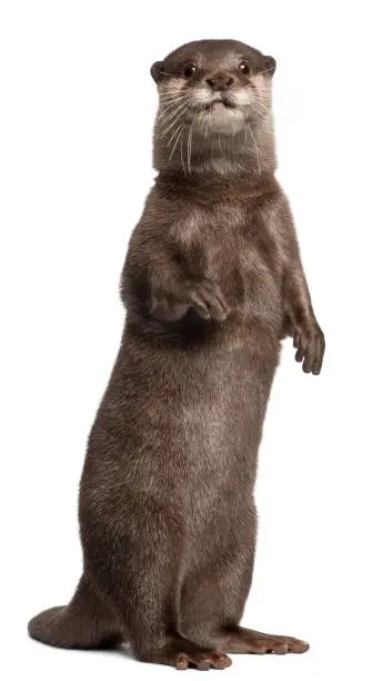 Photo of Oriental small-clawed otter, Amblonyx Cinereus, 5 years old, standing in front of white background