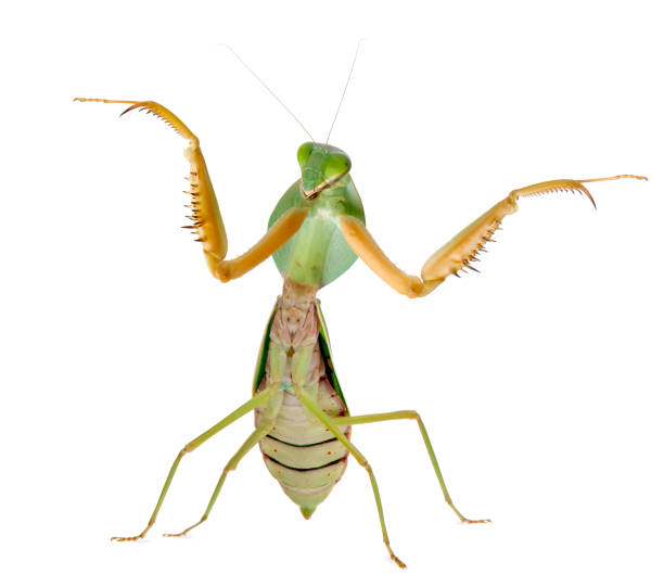 istock Female Praying Mantis, Rhombodera Basalis, in front of white background 879031736