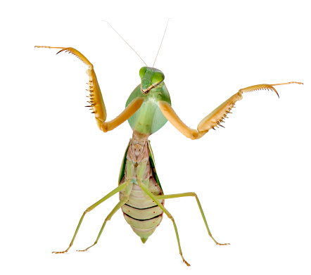 Grasshopper on a branch.