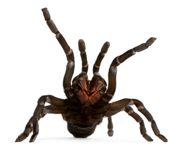 Tarantula spider attacking, Haplopelma Minax, in front of white background