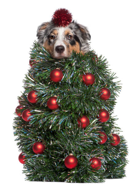istock Australian Shepherd dog dressed as Christmas tree, 7 months old, in front of white background 879031764