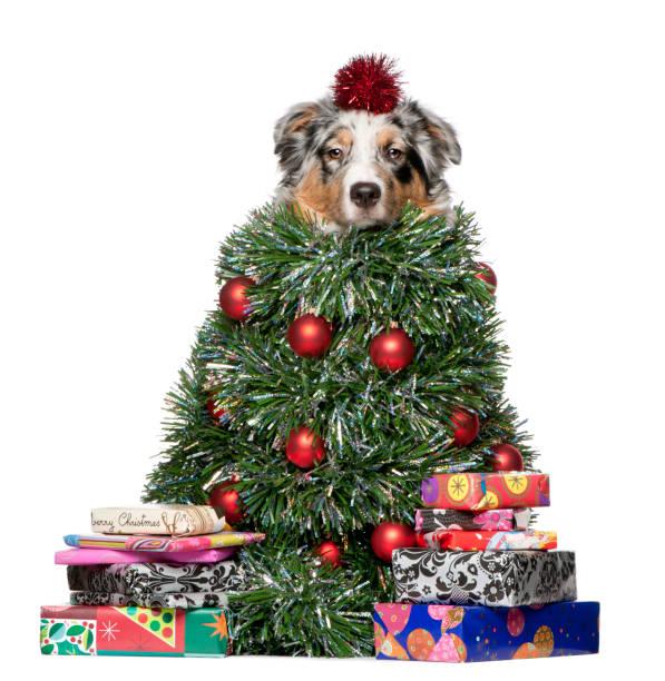 istock Australian Shepherd dog dressed as Christmas tree, 7 months old, in front of white background 879031788