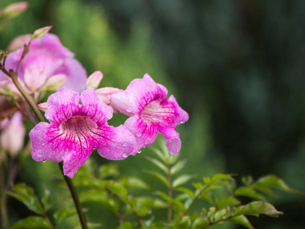 розовая труба вин оградная лоза цветущие - podranea ricasoliana стоковые фото и изображения