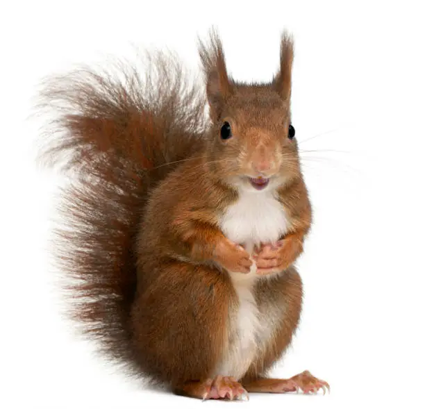 Photo of Eurasian red squirrel, Sciurus vulgaris, 4 years old, in front of white background