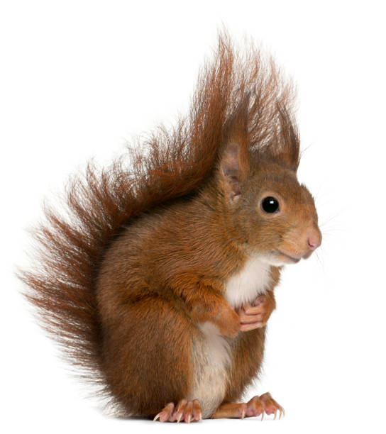 istock Eurasian red squirrel, Sciurus vulgaris, 4 years old, in front of white background 879041064