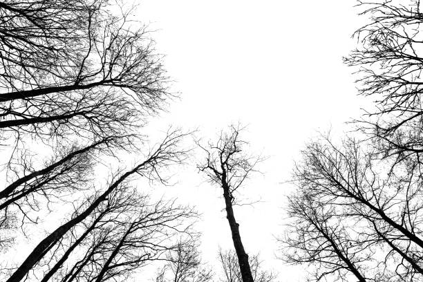 looking up. bare trees branches without leaves isolated on white background. mystical atmosphere. empty place for a text. - abstract autumn bare tree empty imagens e fotografias de stock