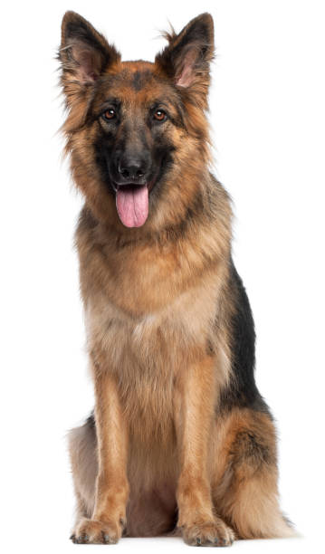 istock German Shepherd Dog, 2 and a half years old, sitting in front of white background 879041128