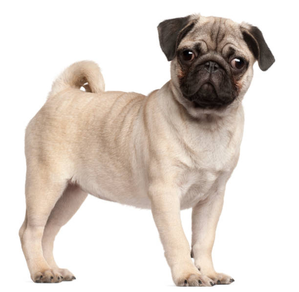 Pug puppy, 3 months old, standing in front of white background Pug puppy, 3 months old, standing in front of white background pug isolated stock pictures, royalty-free photos & images