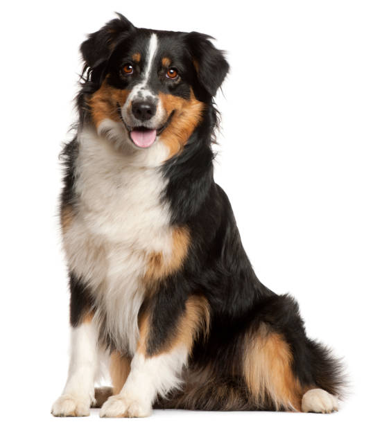 istock Miniature Australian Shepherd, 2 years old, sitting in front of white background 879041136