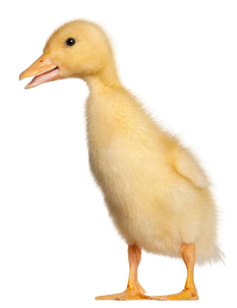 istock Duckling, 1 week old, standing in front of white background 879041176
