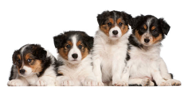 istock Border Collie puppies, 6 weeks old, in front of white background 879041280