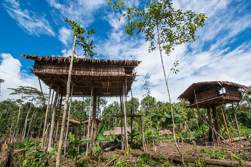 Tree houses in a small village of the Korowai people in a clearing in the tropical rainforest of Newguinea. 

