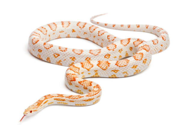 Candy Cane Corn Snake Or Red Rat Snake Pantherophis Guttatus In Front Of White Background Stock Photo - Download Image Now - iStock Candy Cane Corn Snake Or Red Rat Snake Pantherophis Guttatus In Front Of White Background Stock Photo - Download Image Now - Istock