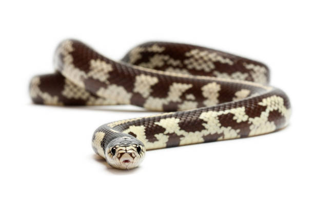 istock Abberant eastern kingsnake or common kingsnake, Lampropeltis getula californiae, in front of white background 879041456
