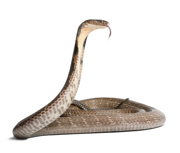 king cobra - Ophiophagus hannah, poisonous, white background king cobra - Ophiophagus hannah, poisonous, white background ophiophagus hannah stock pictures, royalty-free photos & images