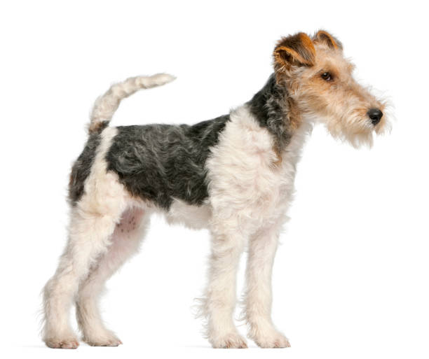 istock Fox Terrier puppy, 4 months old, in front of white background 879041524